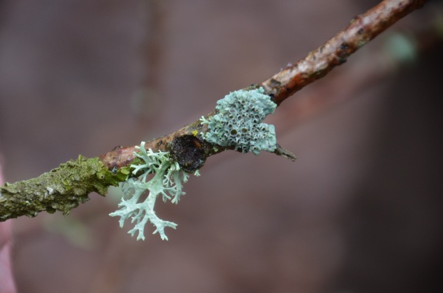 2011 12 A la découverte des lichens 25